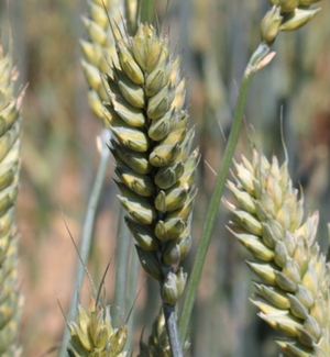 Binkelähre Quelle: Bayerische Landesanstalt für Landwirtschaft LfL